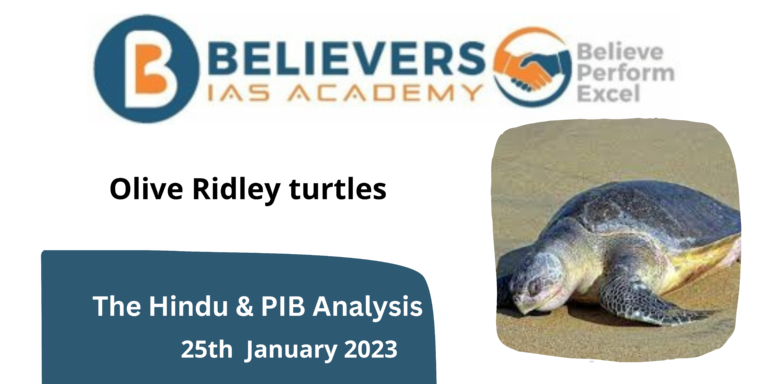Olive Ridley turtles