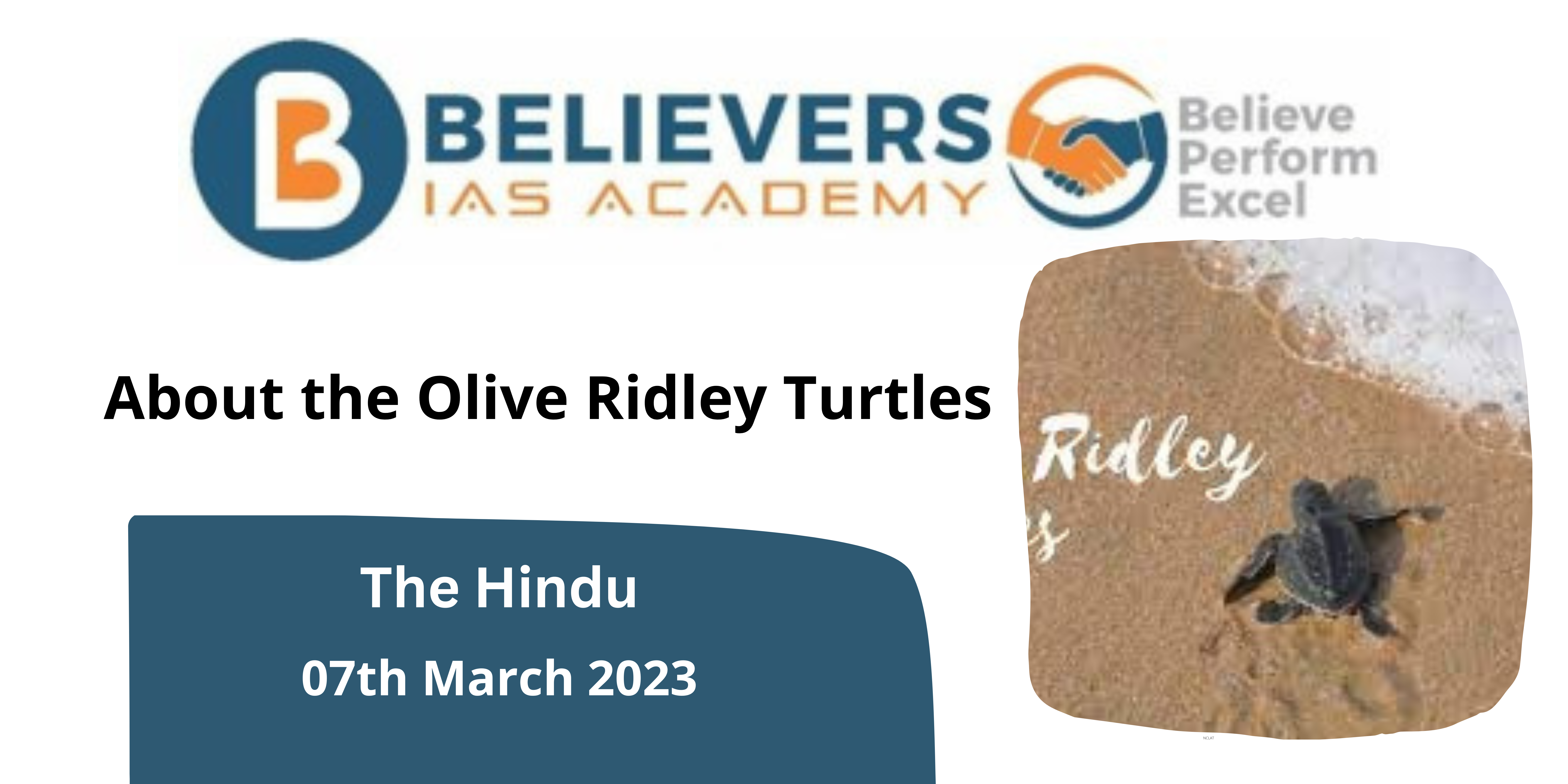 About the Olive Ridley Turtles
